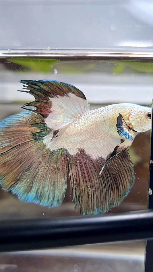 HALFMOON COPPER RIM PATTERN BETTA FISH