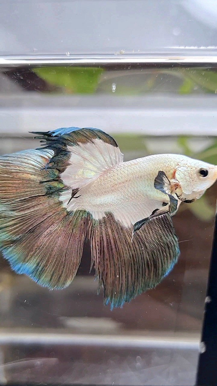 HALFMOON COPPER RIM PATTERN BETTA FISH