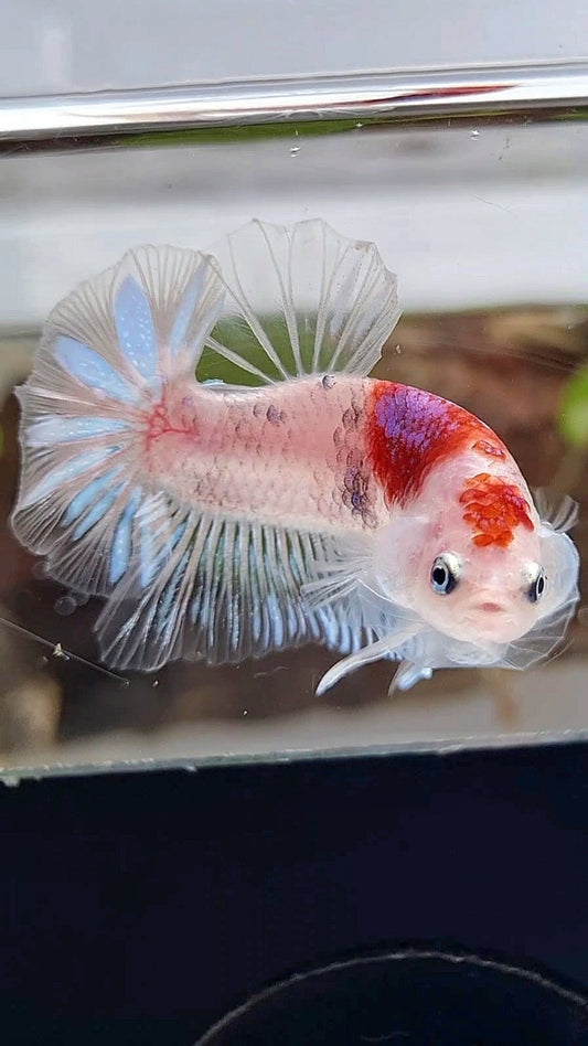 PLAKAT AOC TANCHO PURPLE BETTA FISH