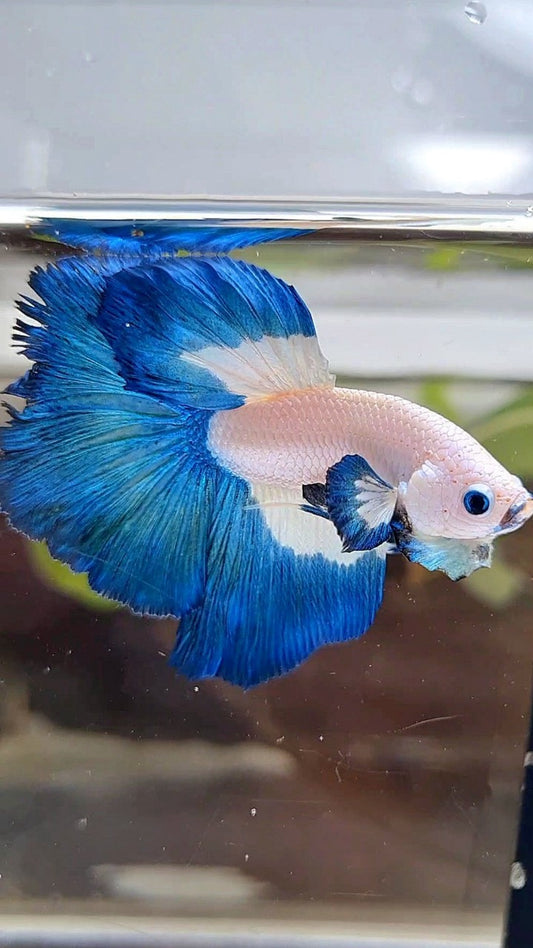 HALFMOON BIG EAR BLUE RIM BICOLOR BETTA FISH