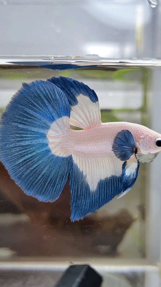 LUXURY HALFMOON BIG EAR BLUE RIM BUTTERFLY BETTA FISH