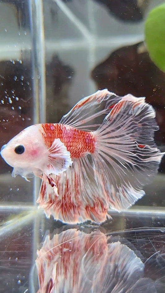 HALFMOON DUMBO EAR AOC CELLOPHANE RED KOI BETTA FISH