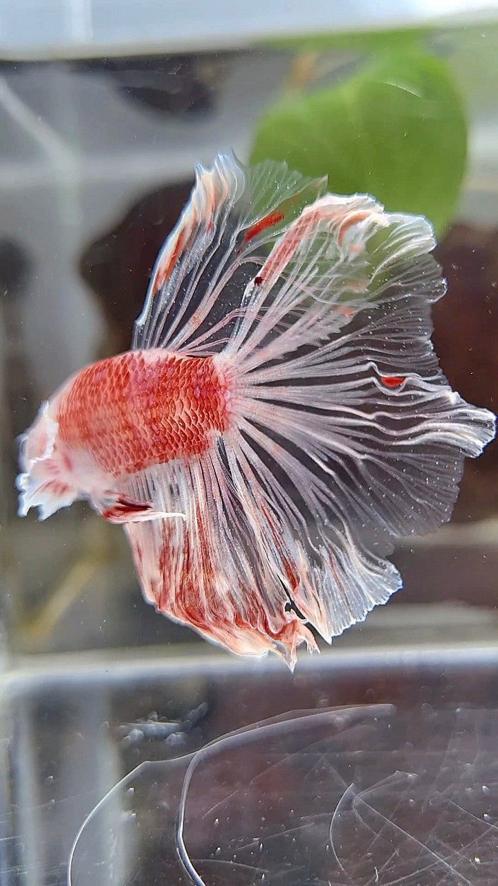 HALFMOON DUMBO EAR AOC CELLOPHANE RED KOI BETTA FISH