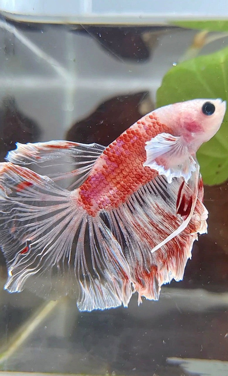 HALFMOON DUMBO EAR AOC CELLOPHANE RED KOI BETTA FISH