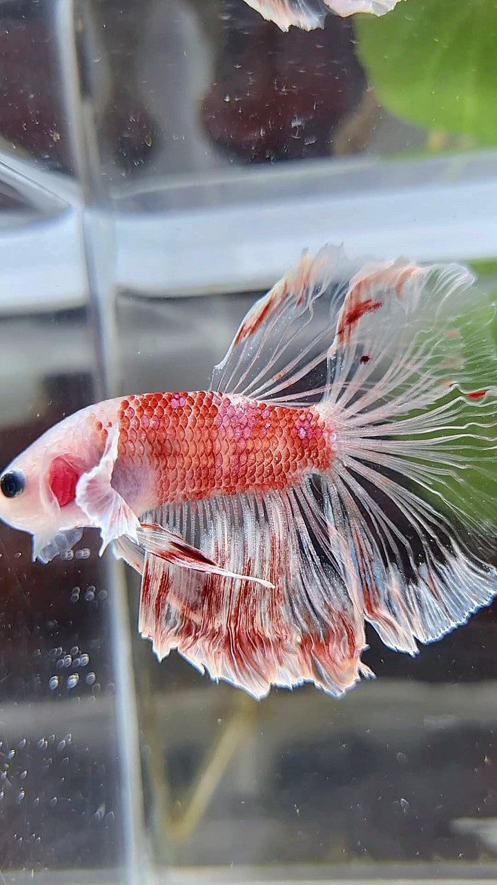 HALFMOON DUMBO EAR AOC CELLOPHANE RED KOI BETTA FISH