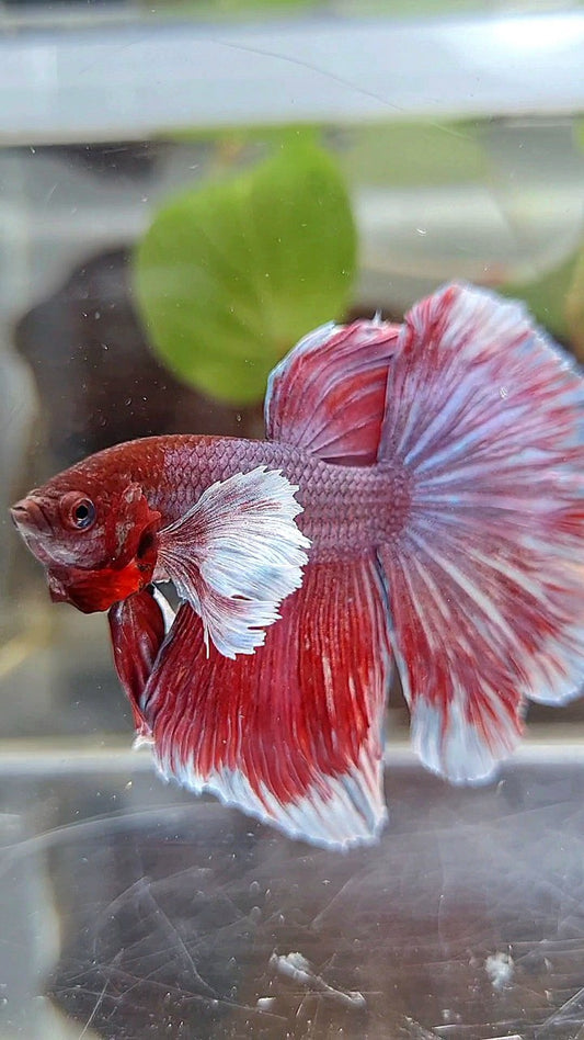 HALFMOON DUMBO EAR RED MAGENTA PURPLE BETTA FISH