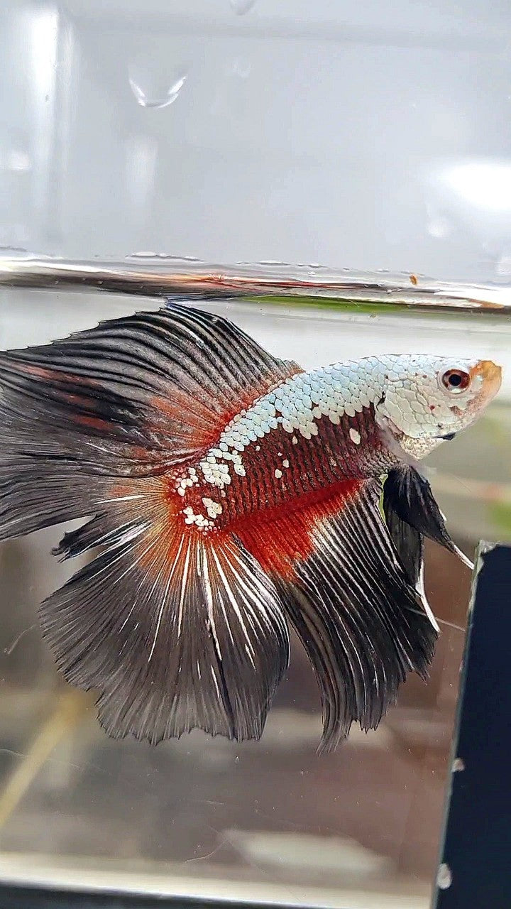 HALFMOON DOUBLE TAIL BLACK SAMURAI SNOW BETTA FISH