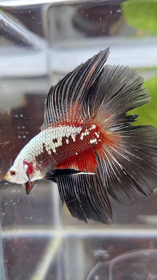 HALFMOON DOUBLE TAIL BLACK SAMURAI SNOW BETTA FISH