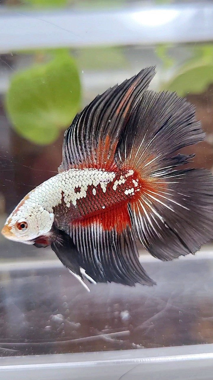 HALFMOON DOUBLE TAIL BLACK SAMURAI SNOW BETTA FISH