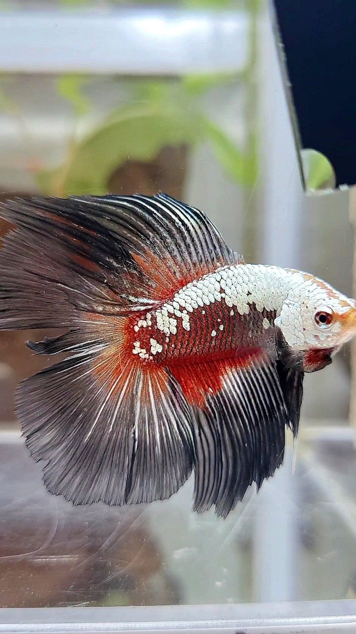 HALFMOON DOUBLE TAIL BLACK SAMURAI SNOW BETTA FISH