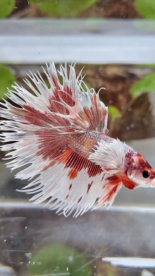 LUXURY HALFSUN DUMBO EAR ORANGE COPPER MULTICOLOR BETTA FISH