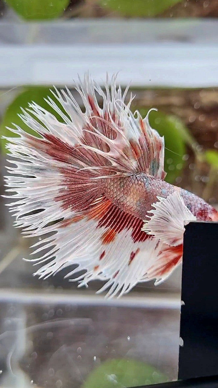 LUXURY HALFSUN DUMBO EAR ORANGE COPPER MULTICOLOR BETTA FISH