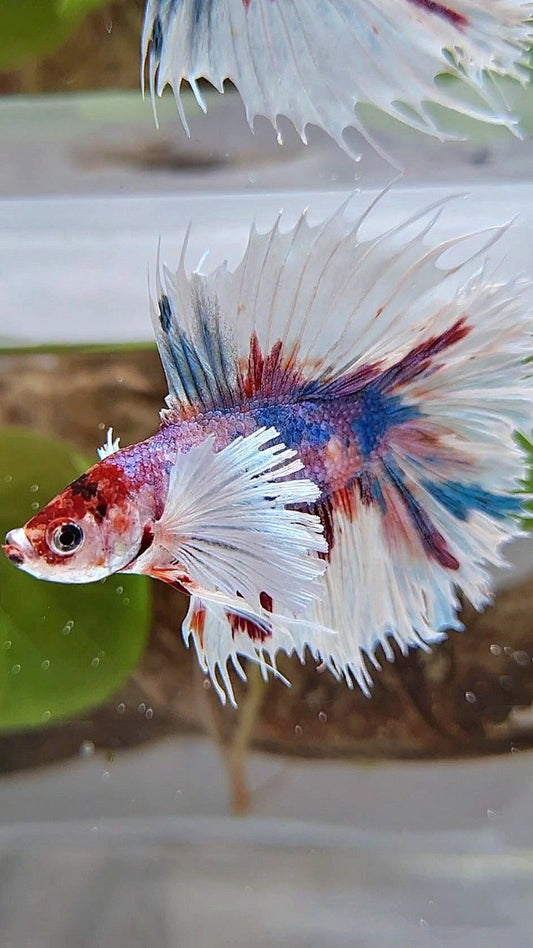 LUXURY HALFSUN DOUBLE TAIL SUPER DUMBO EAR PURPLE CANDY MULTICOLOR BETTA FISH