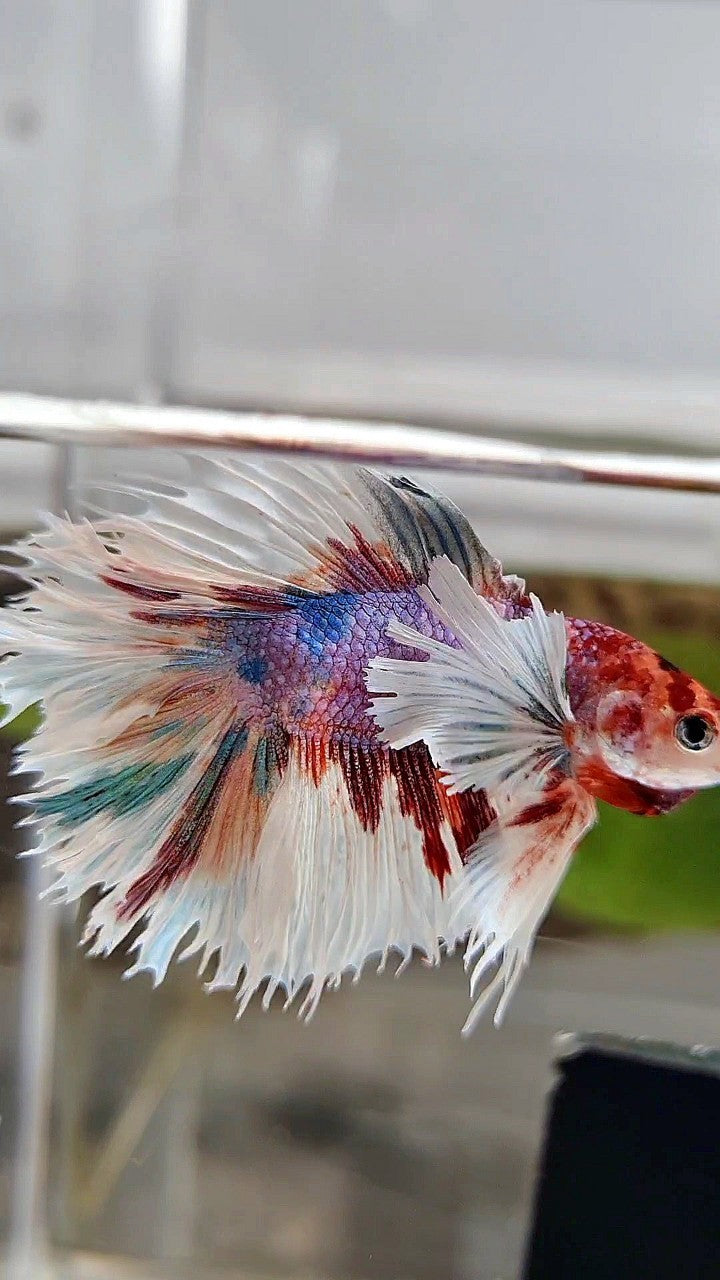 LUXURY HALFSUN DOUBLE TAIL SUPER DUMBO EAR PURPLE CANDY MULTICOLOR BETTA FISH