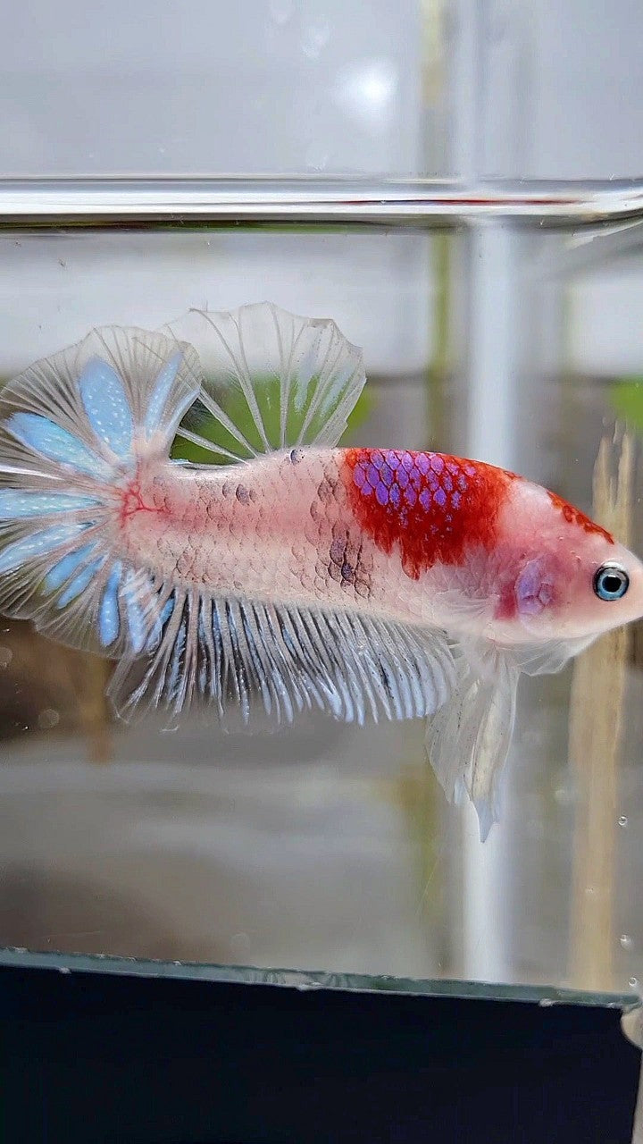 PLAKAT AOC TANCHO PURPLE BETTA FISH