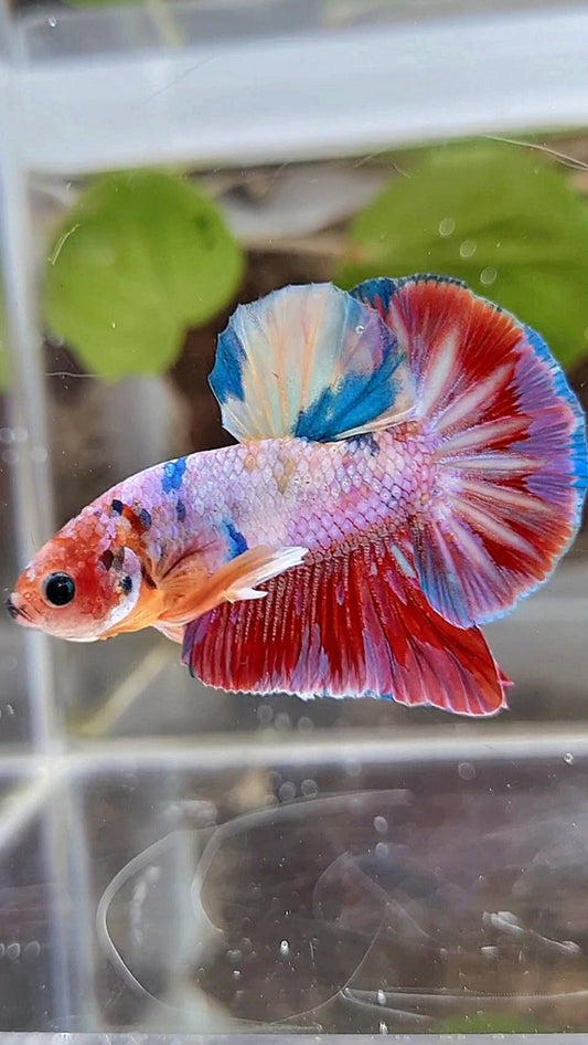 HMPK RAINBOW CANDY MULTICOLOR BETTA FISH