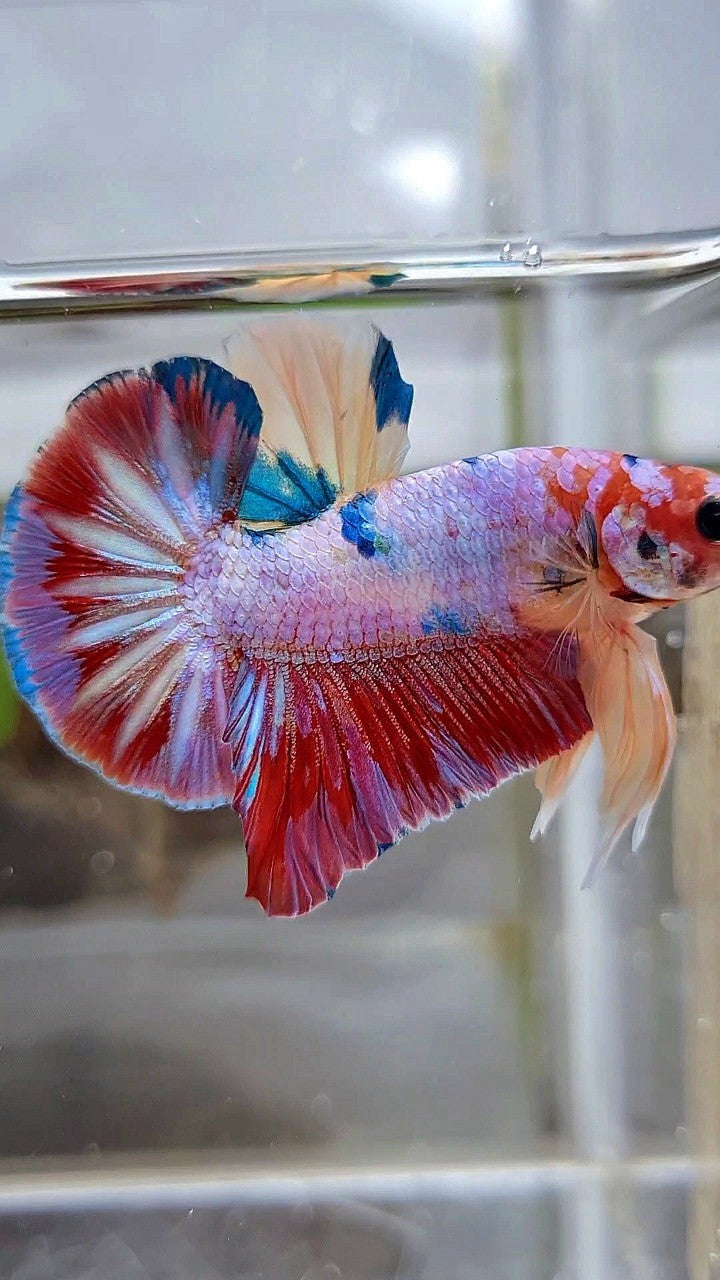 HMPK RAINBOW CANDY MULTICOLOR BETTA FISH
