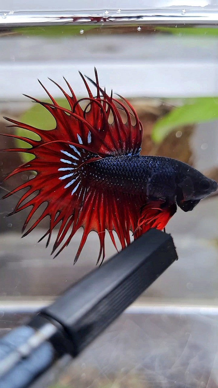 KING CROWNTAIL BLACK RED VAMPIRE BETTA FISH