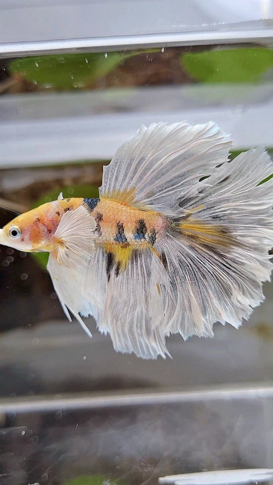 HALFMOON DUMBO EAR YELLOW COPPER MULTICOLOR BETTA FISH