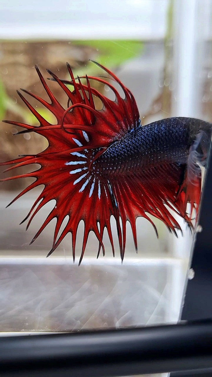 KING CROWNTAIL BLACK RED VAMPIRE BETTA FISH