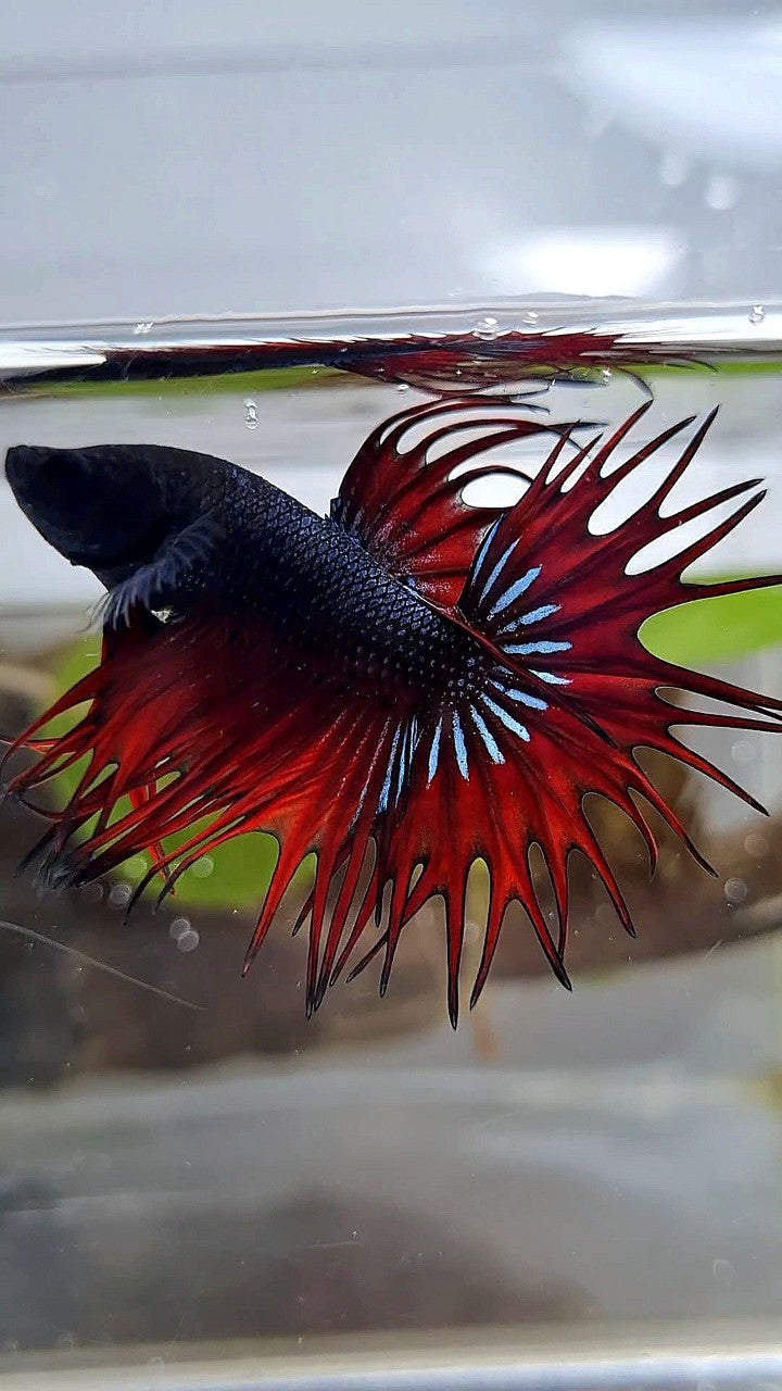KING CROWNTAIL BLACK RED VAMPIRE BETTA FISH