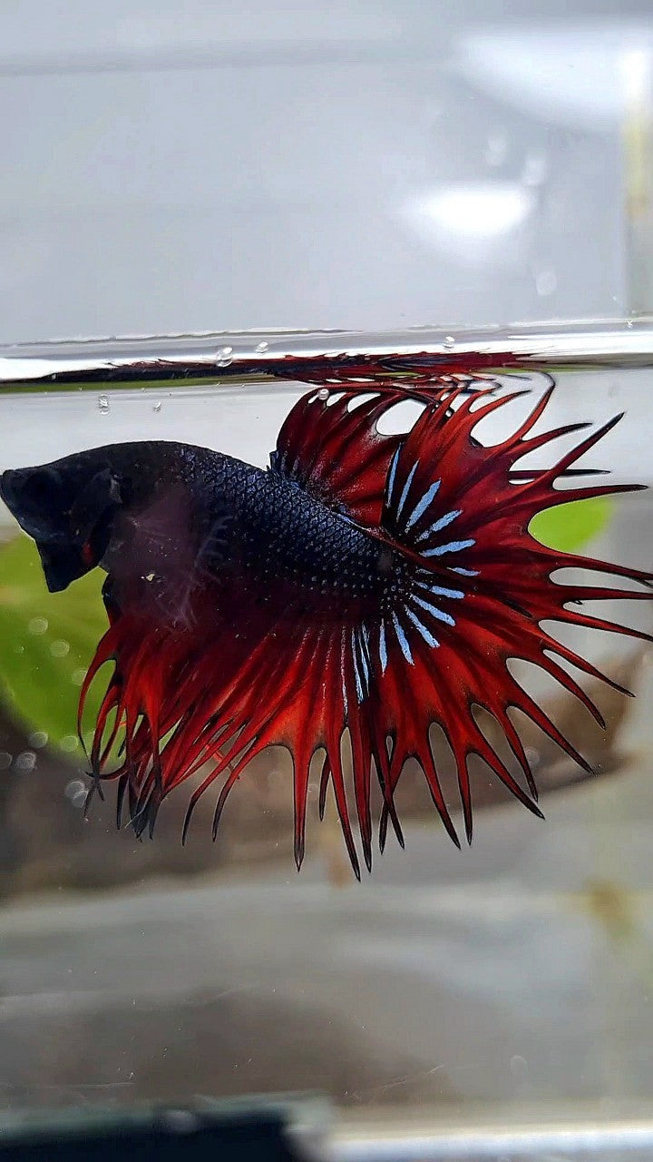 KING CROWNTAIL BLACK RED VAMPIRE BETTA FISH