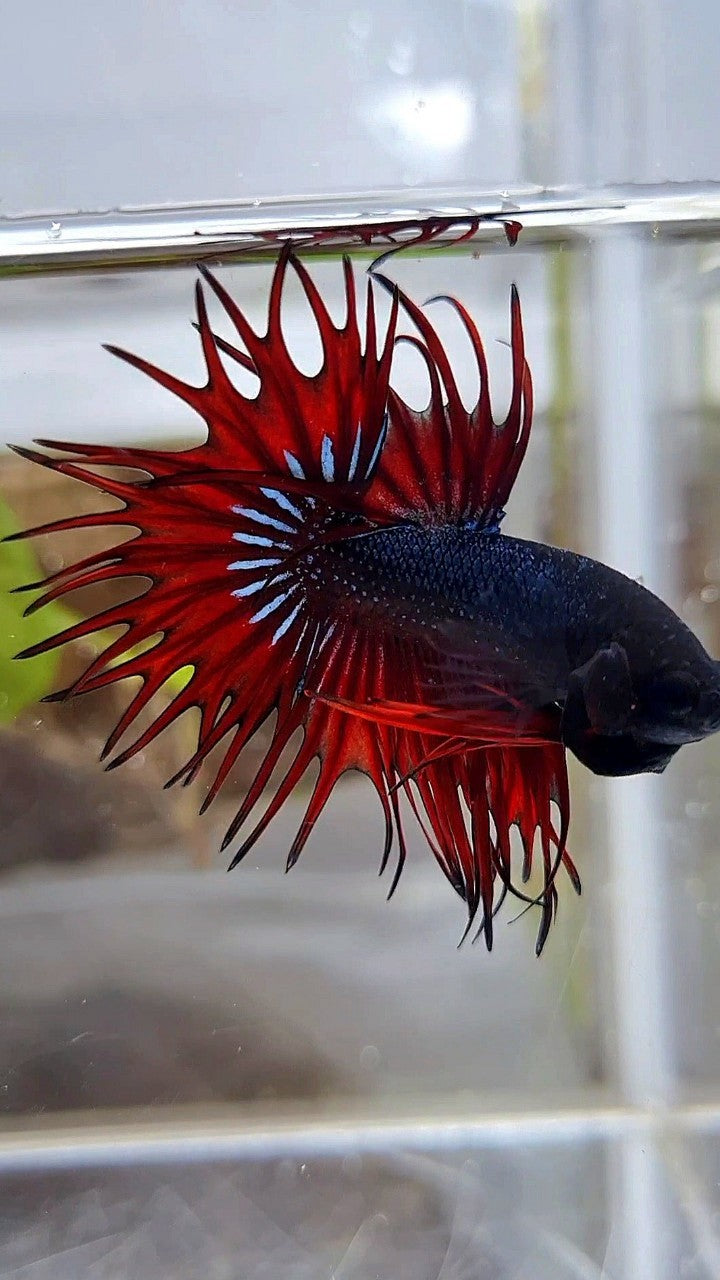 KING CROWNTAIL BLACK RED VAMPIRE BETTA FISH