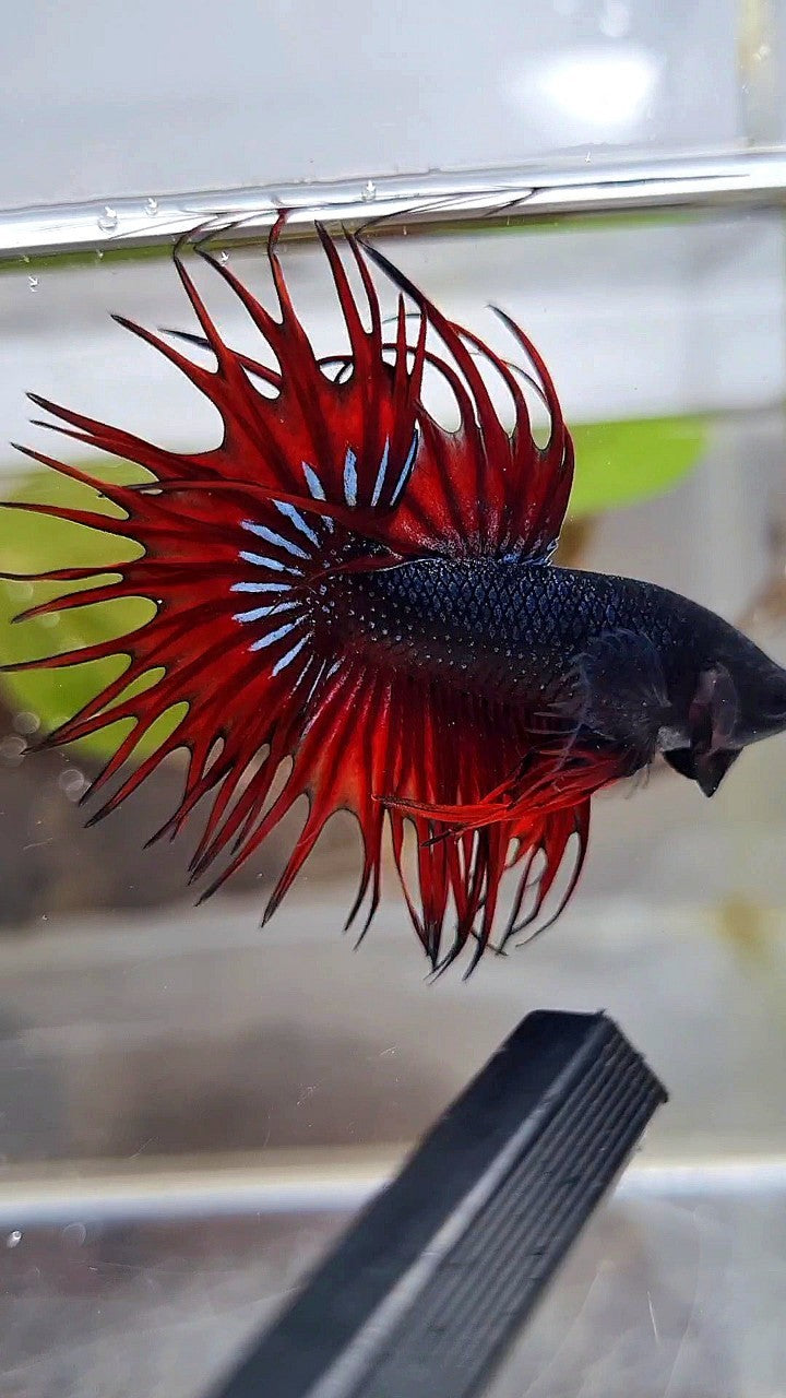 KING CROWNTAIL BLACK RED VAMPIRE BETTA FISH