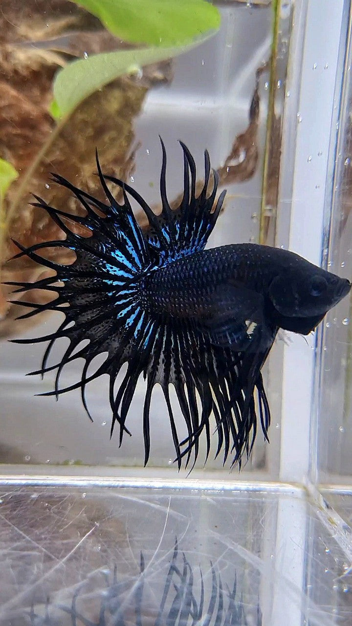 KING CROWNTAIL BLACK ORCHID BETTA FISH