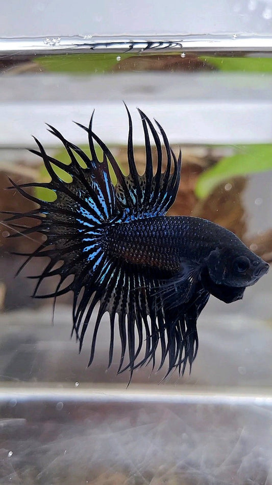 KING CROWNTAIL BLACK ORCHID BETTA FISH