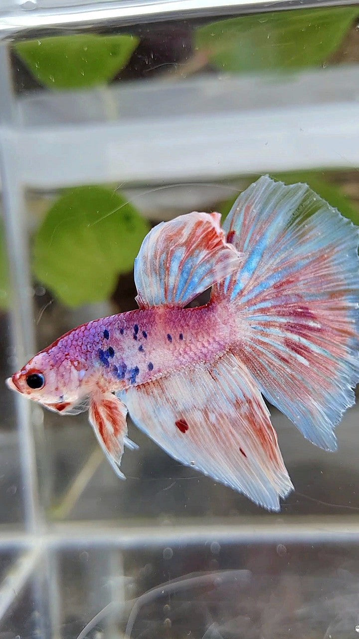 HALFMOON WHITE FANCY PURPLE BETTA FISH
