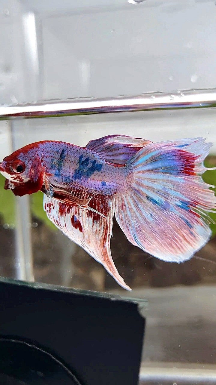 HALFMOON WHITE FANCY PURPLE BETTA FISH