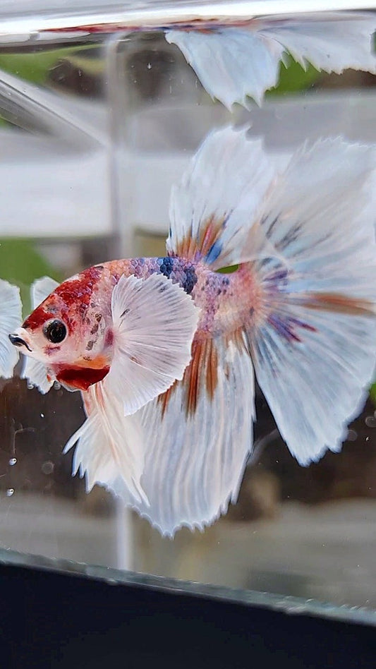 HALFMOON SUPER DUMBO EAR CANDY ORANGE MULTICOLOR BETTA FISH