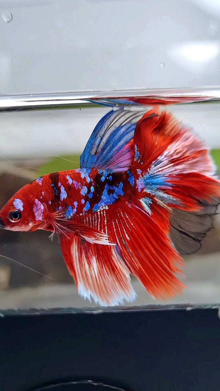 HALFMOON ROSETAIL BARONGSAR RED WHITE GALAXY MULTICOLOR BETTA FISH
