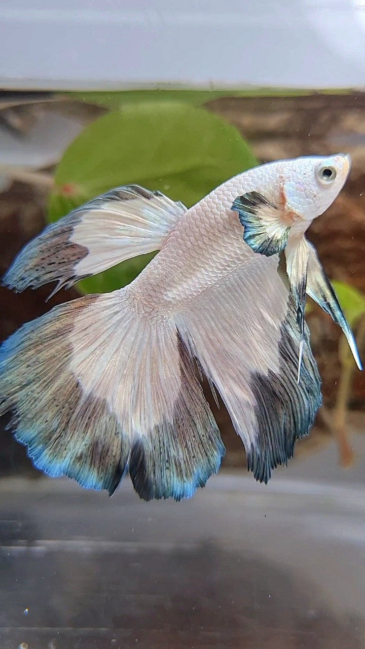 HALFMOON COPPER RIM BETTA FISH
