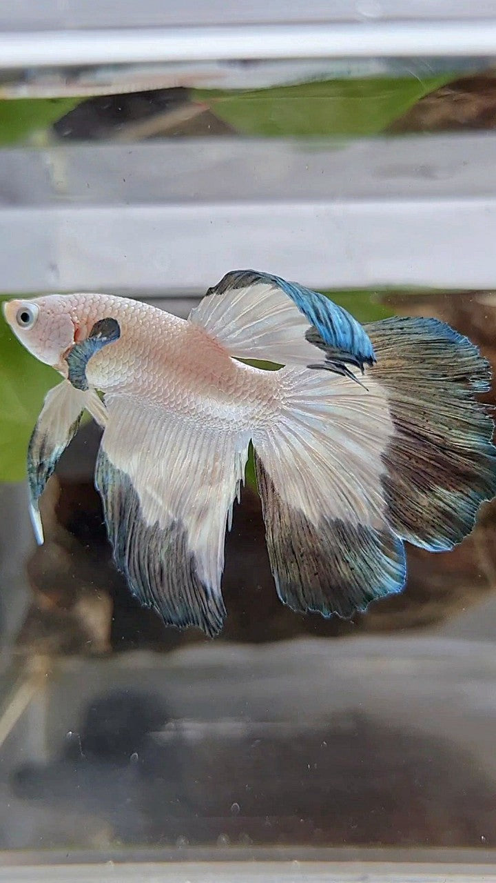 HALFMOON COPPER RIM BETTA FISH