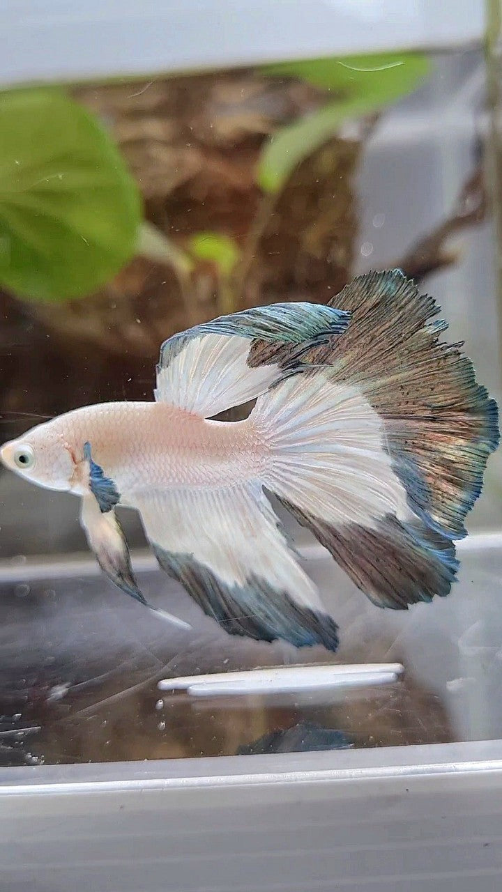 HALFMOON COPPER RIM BETTA FISH