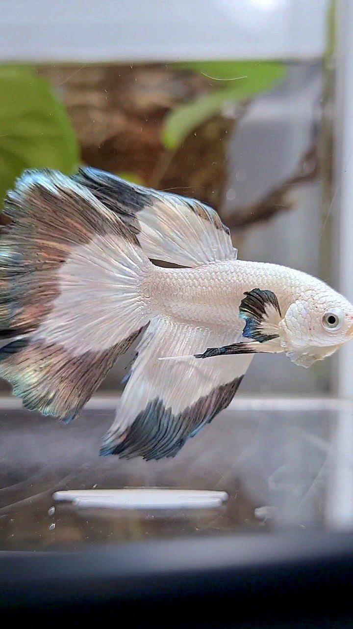 HALFMOON COPPER RIM BETTA FISH