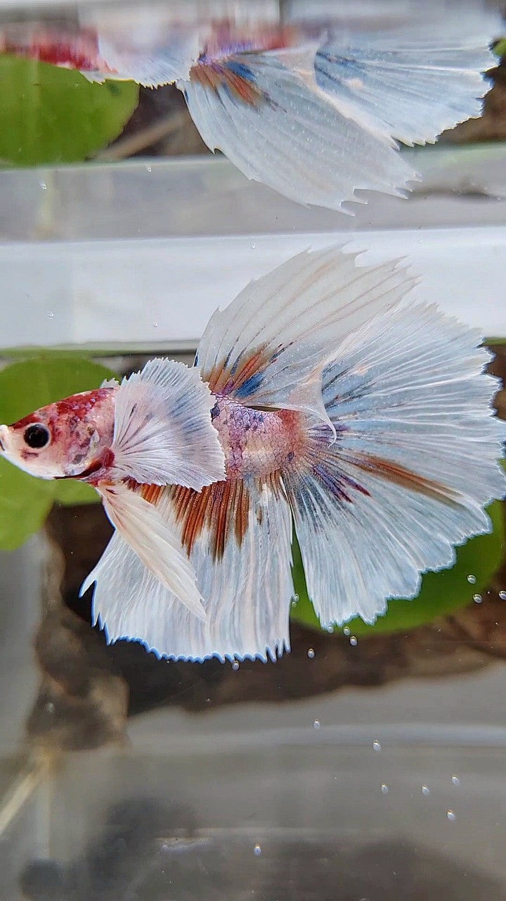 HALFMOON SUPER DUMBO EAR CANDY ORANGE MULTICOLOR BETTA FISH