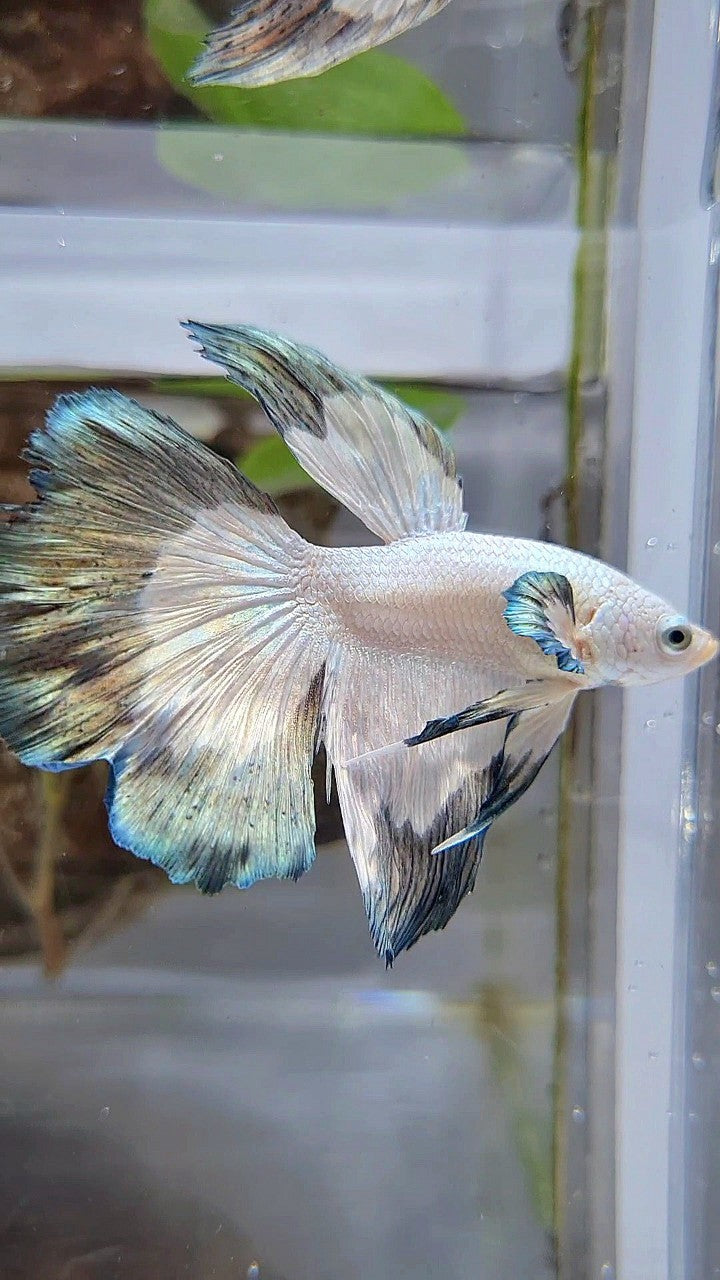 HALFMOON COPPER RIM BETTA FISH
