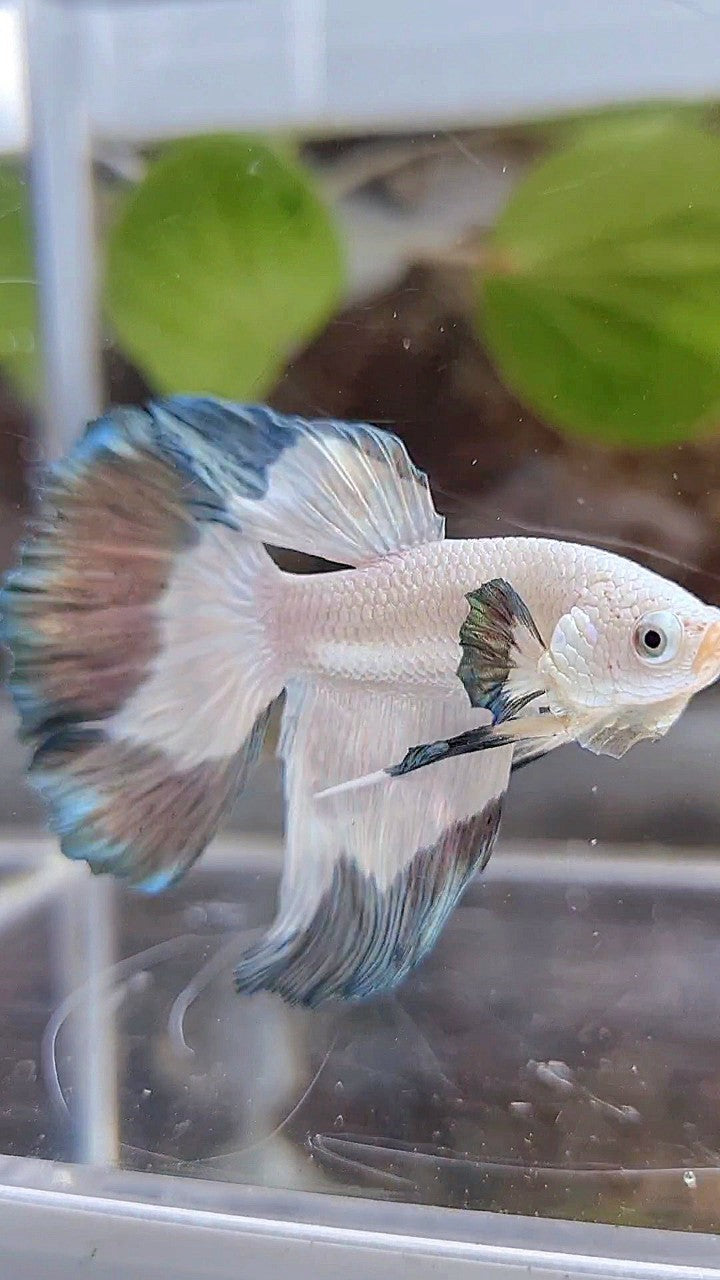 HALFMOON COPPER RIM BETTA FISH