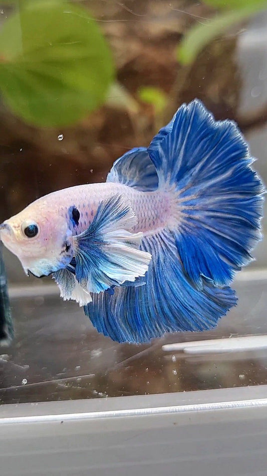 HALFMOON ROSETAIL SUPER DUMBO COLORED EAR BLUE GRIZZLE BETTA FISH