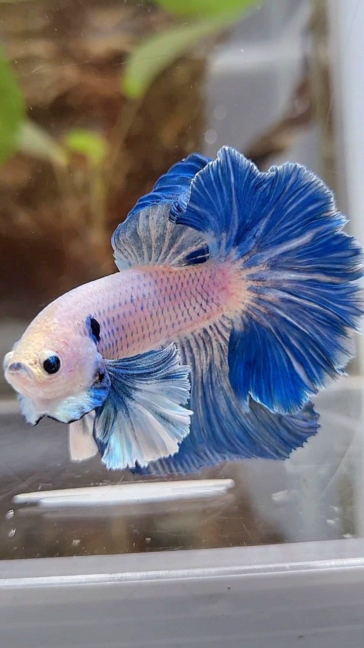HALFMOON ROSETAIL SUPER DUMBO COLORED EAR BLUE GRIZZLE BETTA FISH