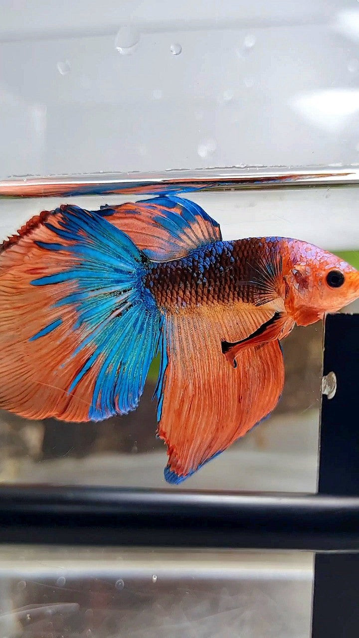 HALFMOON ROSETAIL ORANGE BLACK KOI MULTICOLOR BETTA FISH