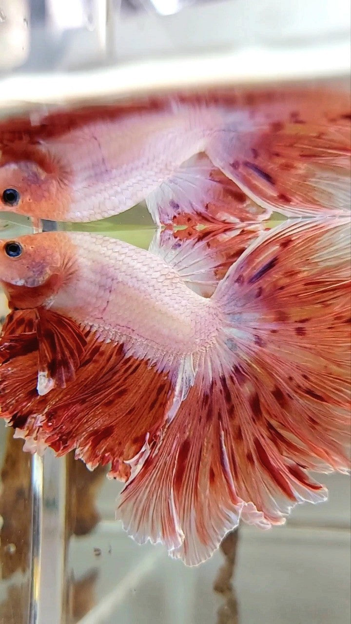 XL HALFMOON CURLY ROSETAIL SUPER VANDA ARMAGEDDON PREMIUM BETTA FISH