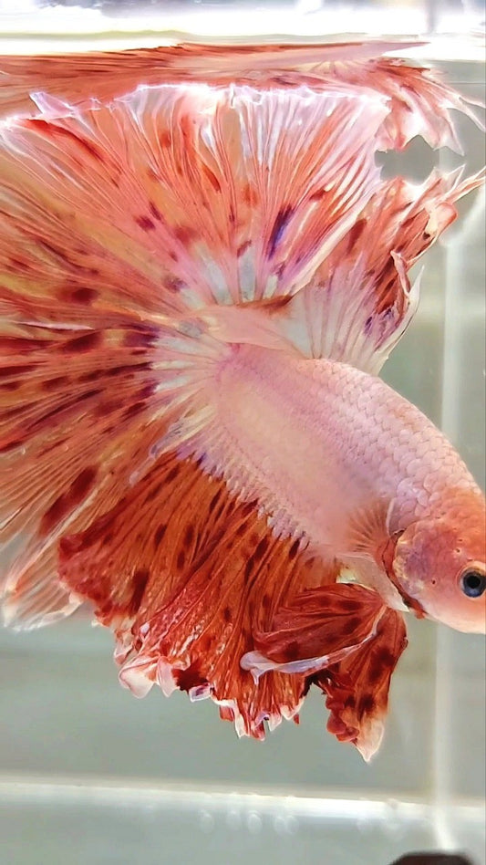XL HALFMOON CURLY ROSETAIL SUPER VANDA ARMAGEDDON PREMIUM BETTA FISH