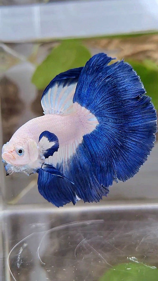 LUXURY HALFMOON BIG EAR ROSETAIL BLUE RIM BICOLOR BETTA FISH