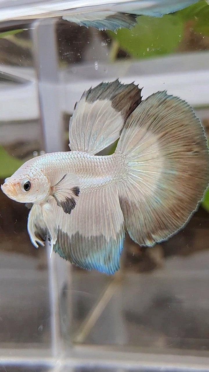 HALFMOON COPPER RIM BUTTERFLY BETTA FISH