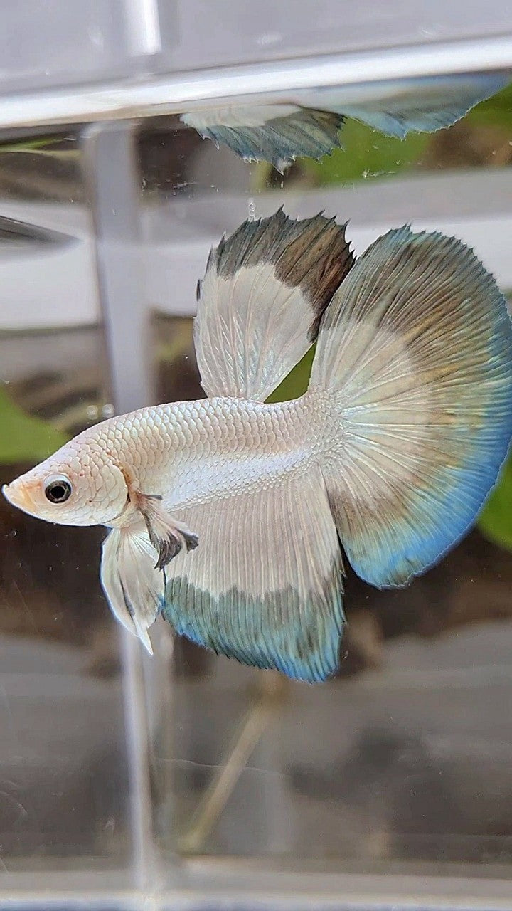 HALFMOON COPPER RIM BUTTERFLY BETTA FISH
