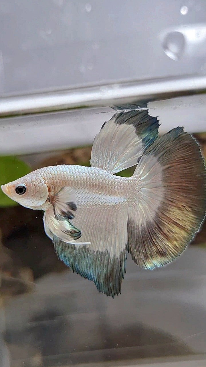 HALFMOON COPPER RIM BUTTERFLY BETTA FISH